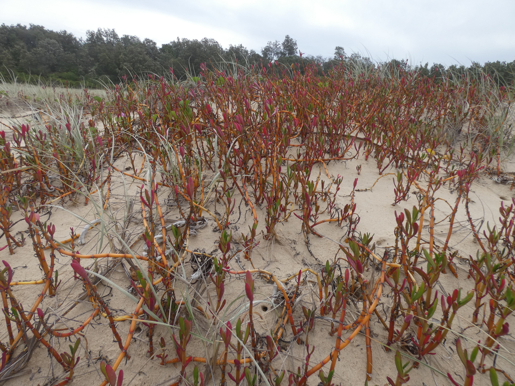 Sesuvium portulacastrum